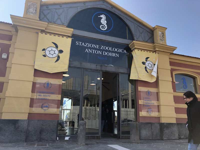 Portici tartarughe