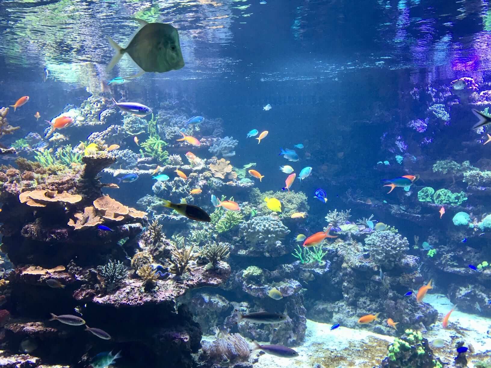 Acquario Zurigo