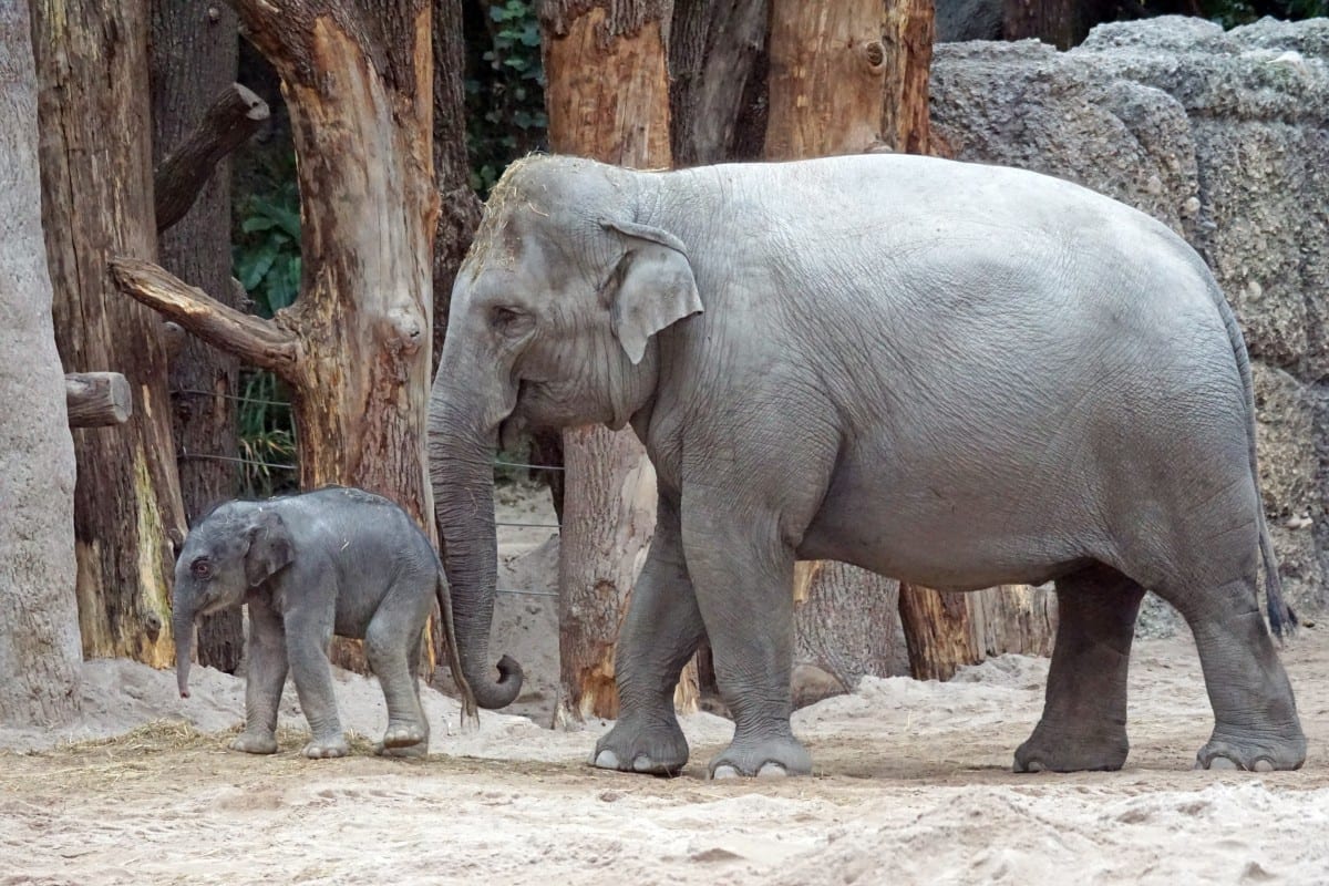 elefanti zoo zurigo
