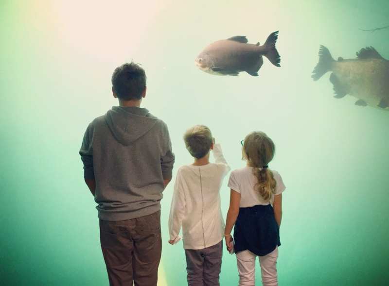 Acquario Svizzera