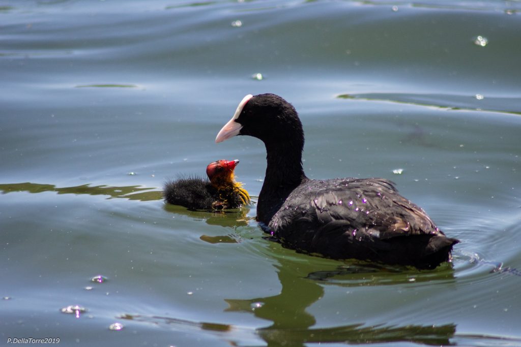 Papere lago d'averno
