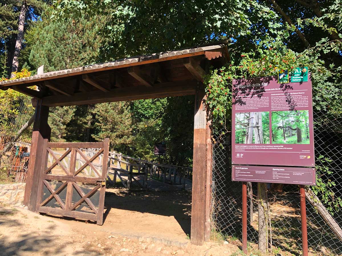 Parco nazionale della Sila: il sentiero dei Giganti della Sila