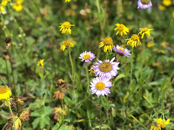 fiori di campo