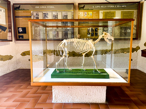 parco nazionale abruzzo museo lupo