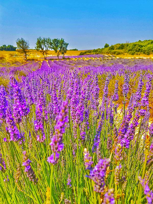 provenza fiori lavanda