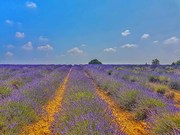 provenza lavanda