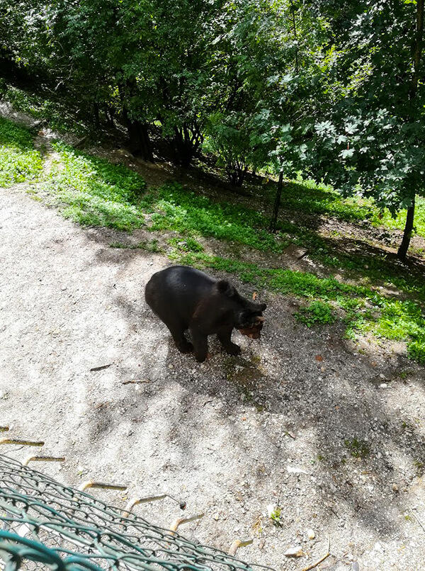 trentino san romedio orso