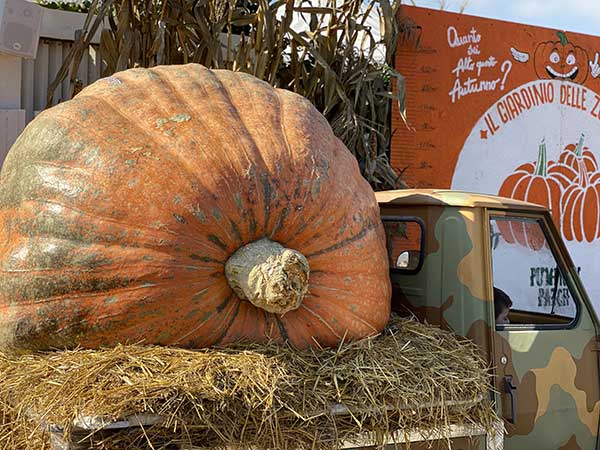 Pumpkin Patch zucca gigante