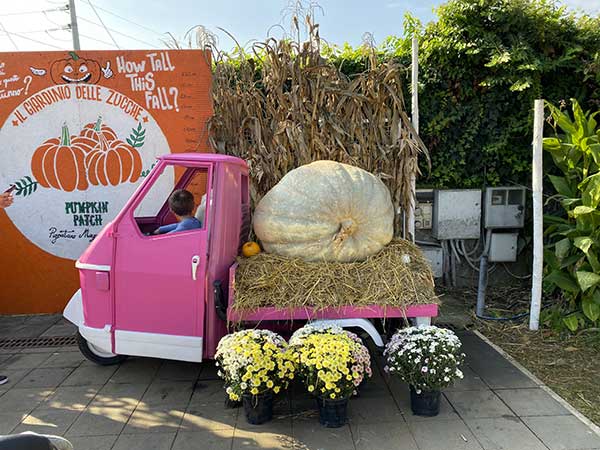 Pumpkin Patch zucca gigante