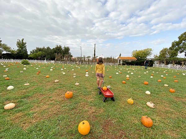 giardino zucche halloween