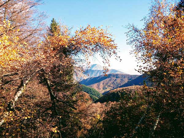 alberi autunno colori giallo e oro