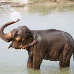 elefantino gioca con l'acqua