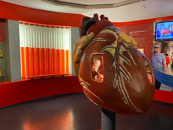 Salisbrugo musei bambini museo natura scienza cuore umano