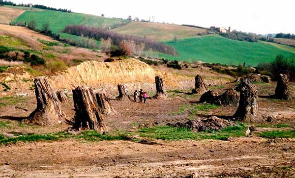 foresta fossile