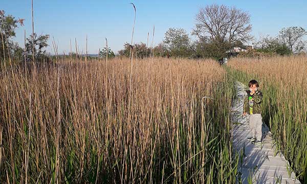 bambino tra le canne in riserva naturale di grado