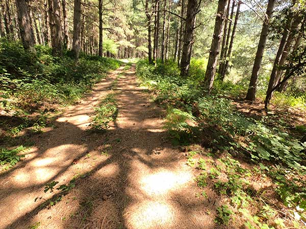 sentiero nel bosco Grotta Rosa Magisano