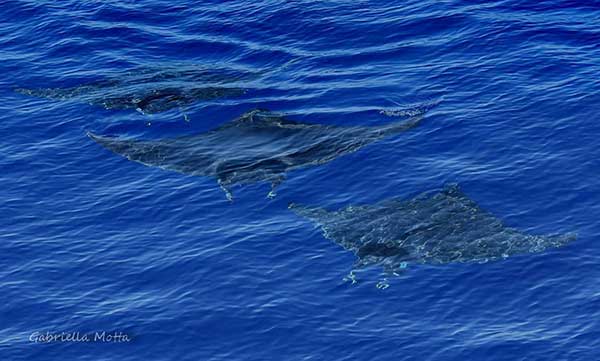 whale watching genova mante