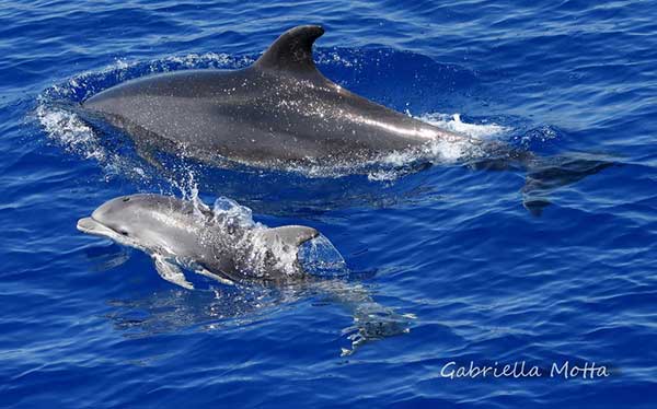 delfini whale watching genova