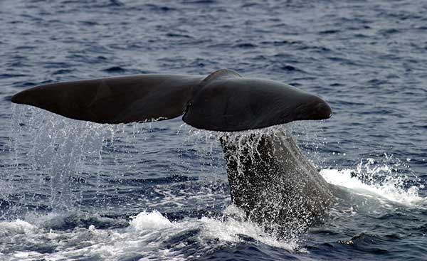 capodoglio whale watching
