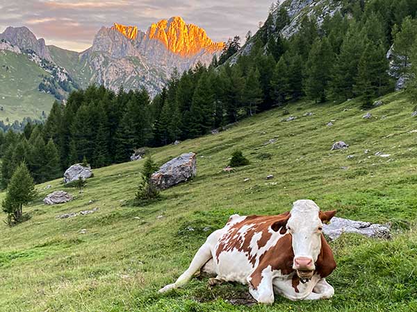 mucca nei pascoli alpini all'alba