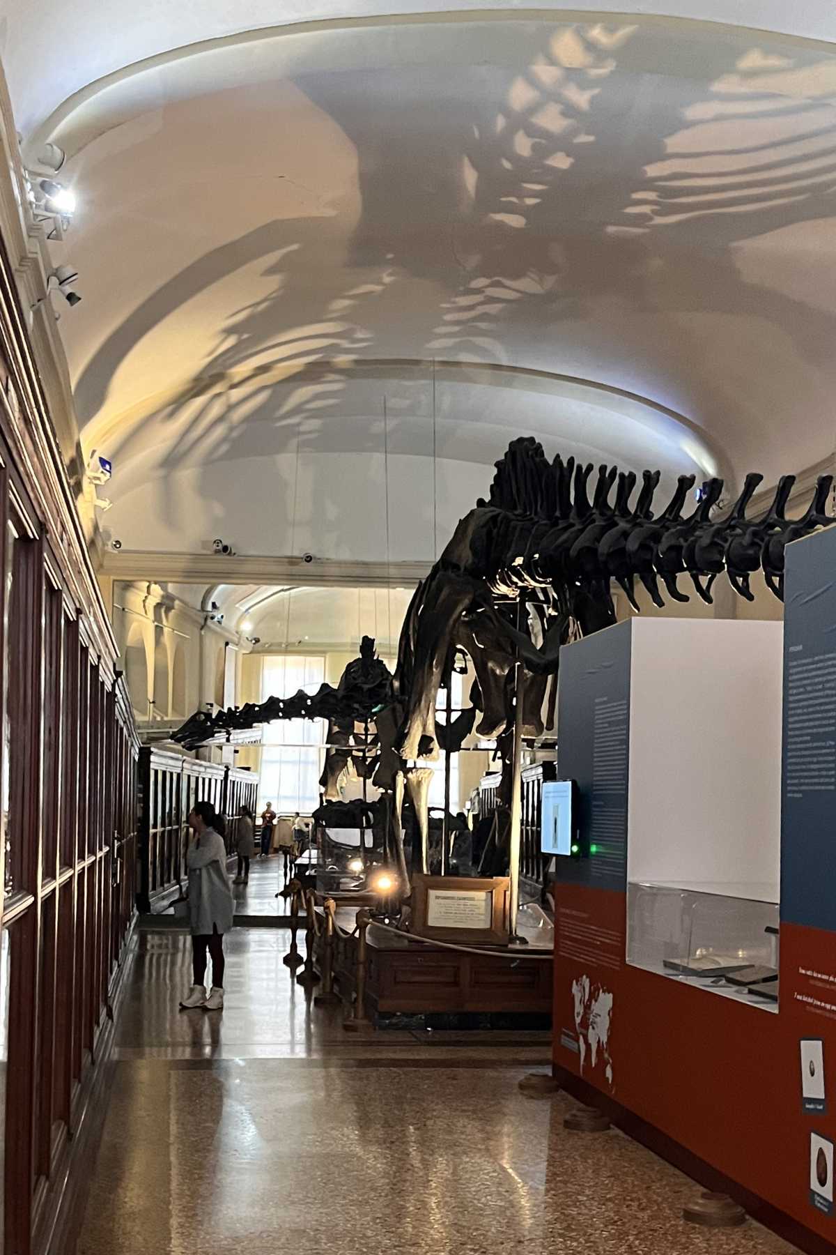 scheletro dinosauro all'interno del museo Capellini, tra i musei per bambini di Bologna
