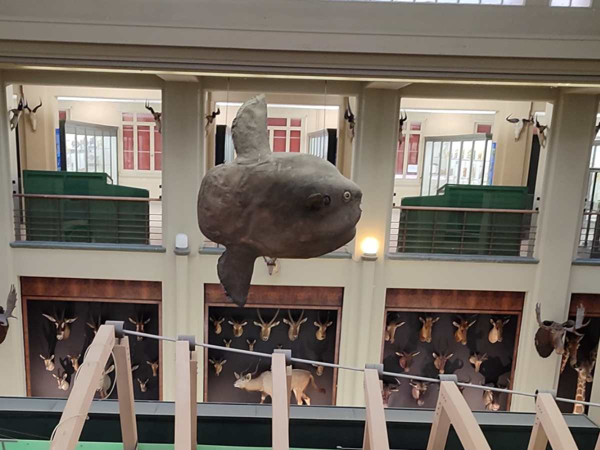 pesce imbalsamato della collezione di zoologia di Bologna