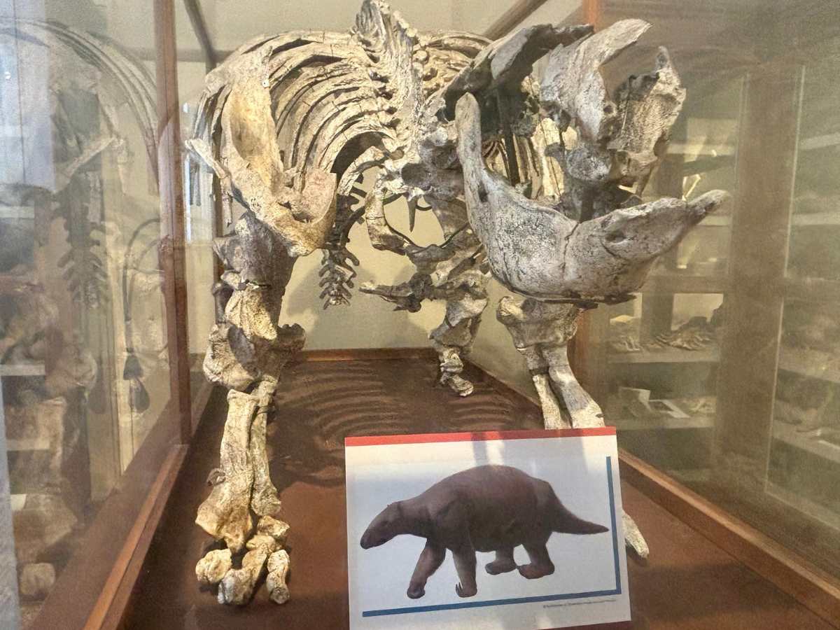 scheletro al Museo Capellini Bologna