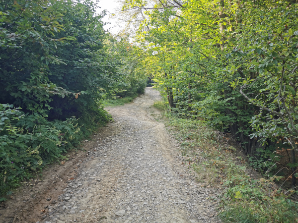 sentiero nel bosco per arrivare alla panchina gigante