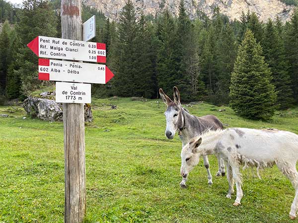 asini in montagna