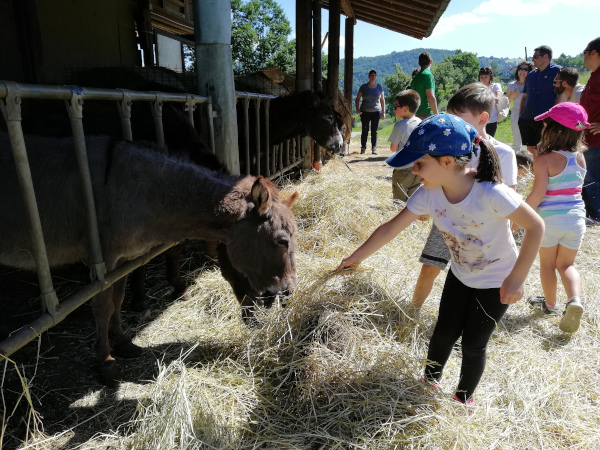 bimba che accarezza asinello