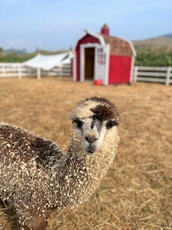 alpaca al giardino delle zucche