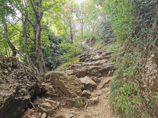 sentiero nel bosco