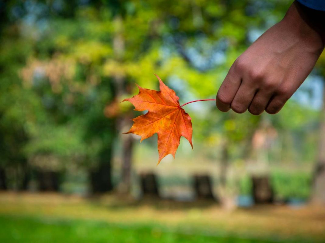 foliage in Veneto
