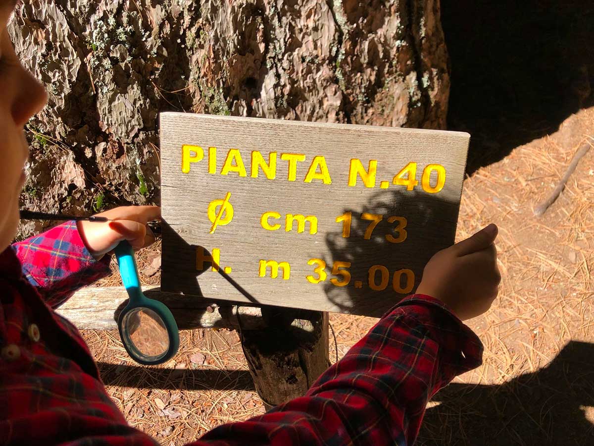 I giganti della Sila: piante e cartelli