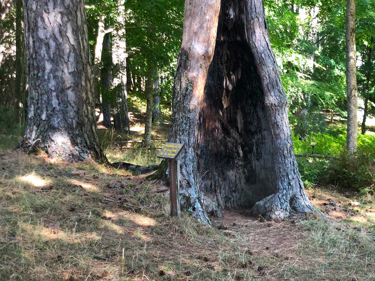 I giganti della Sila: albero