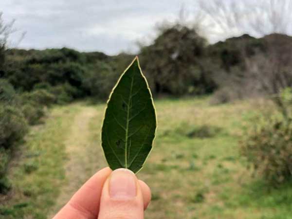 Rhamnus alaternus (Alaterno)