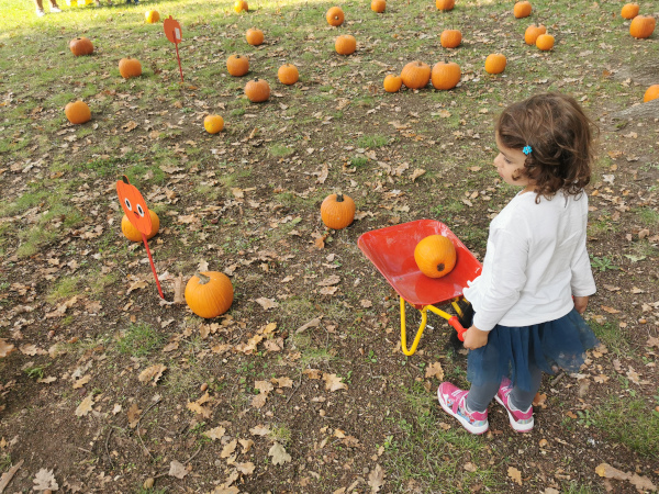 bimba con carriola che trasporta zucca 