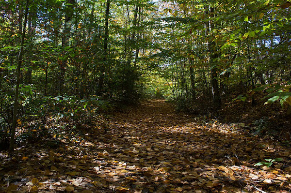 Bosco incantato della Lombardia