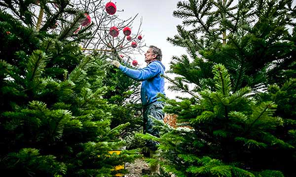 campo albero natale