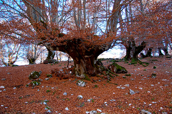 Bosco della Difesa di Pescasseroli