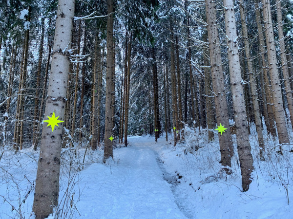 viale di alberi nel bosco con stelle gialle appese sui tronchi