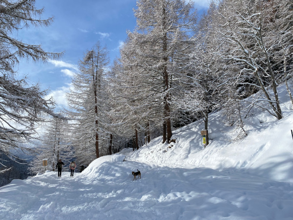 Alberi innevati