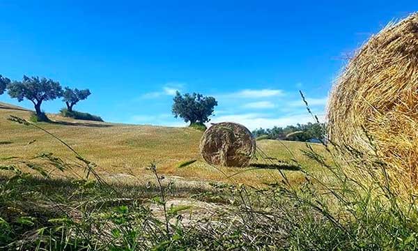 balle fieno in campo di grano