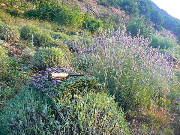 lavanda