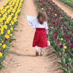 bambina campi tulipani