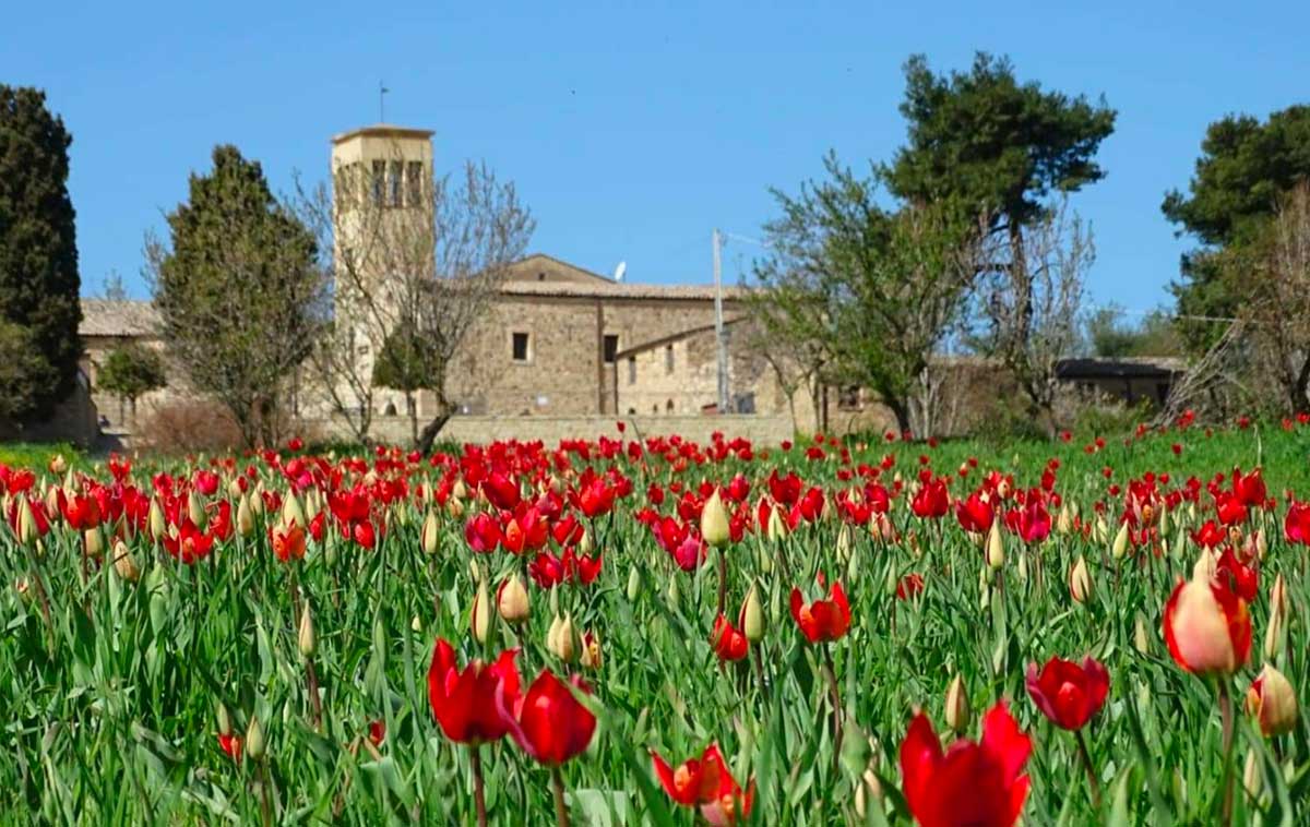 tulipani Santuario della Madonna dell’Olio