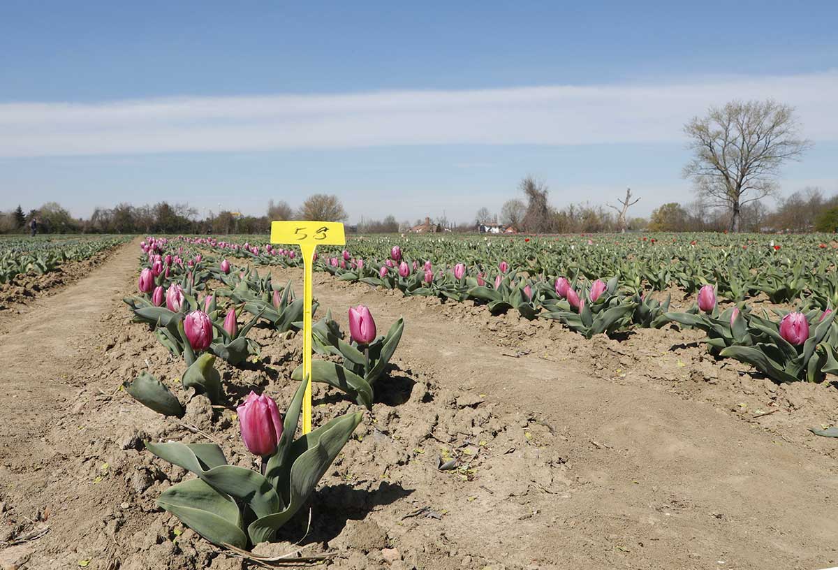 campo tulipani