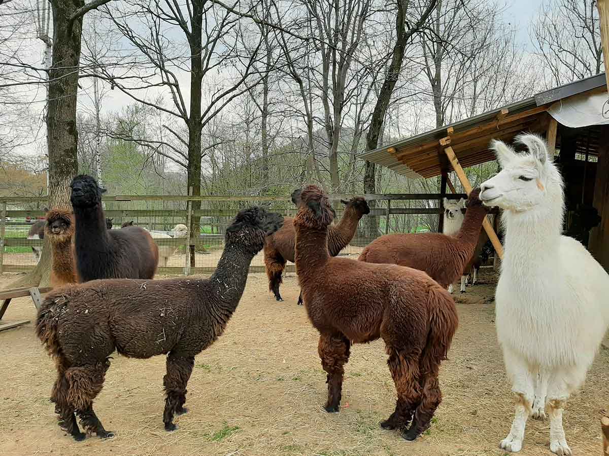 alpaca