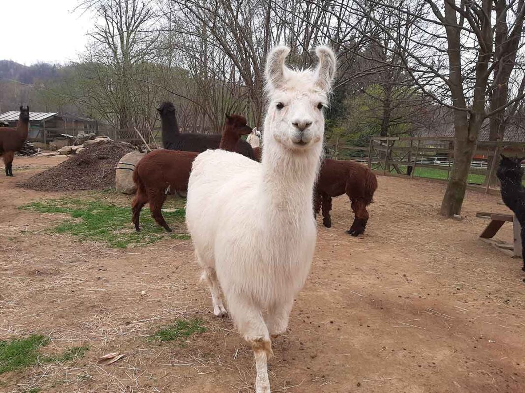 alpaca bianco