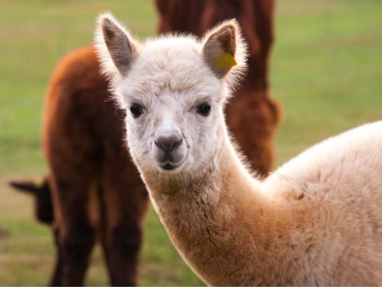Alpaca in Veneto